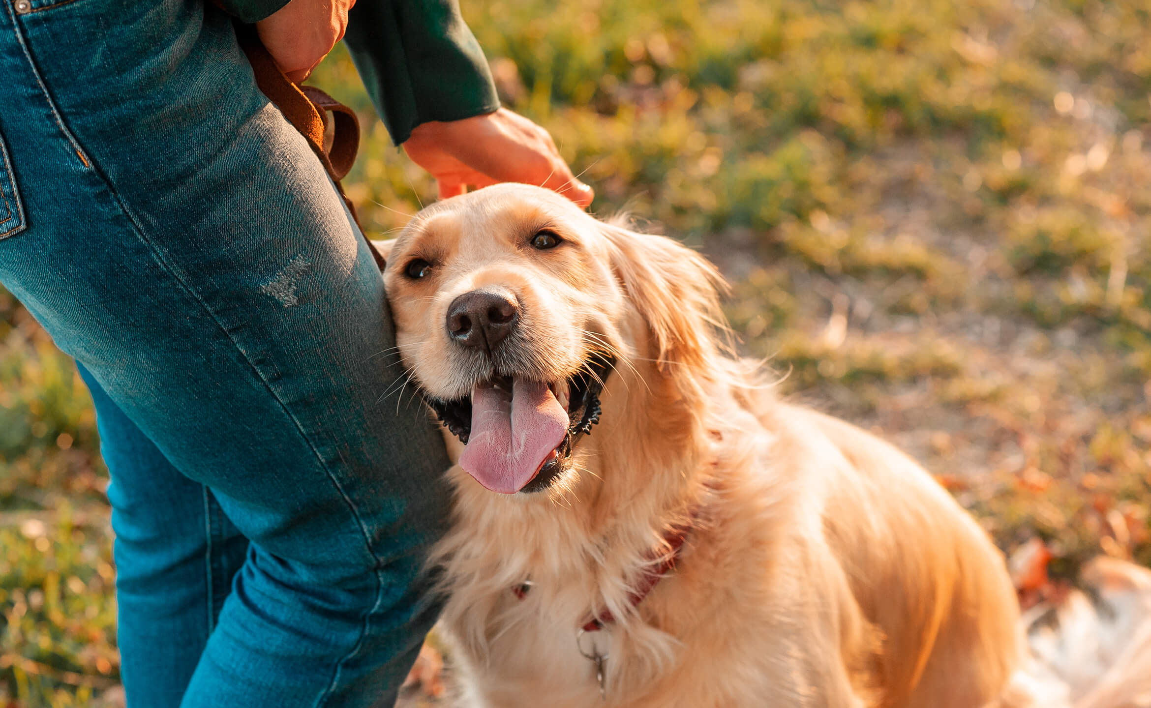 Golden retriever.